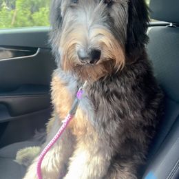 Bernedoodle All Grown Up from Gentle Giants Doodle Co.