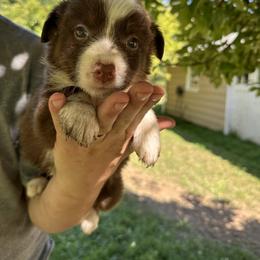 Border Collie Puppies from Athena’s Collies