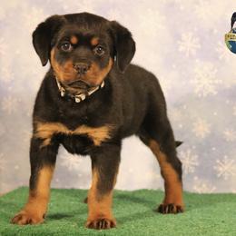 Nova - Black and mahogany female Rottweiler puppy in Uniontown, Alabama from CedarBluff Rottweilers
