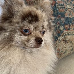 Teddy - Pomeranian