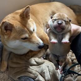 Chicago - Red male Shiba Inu puppy in Zionsville, Indiana from Hana Shibas