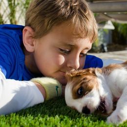 Cavalier King Charles Spaniel Puppies from Phoenix Cavaliers - Cavalier King Charles Spaniels