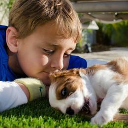 Cavalier King Charles Spaniel Puppies from Phoenix Cavaliers - Cavalier King Charles Spaniels