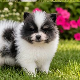 Burberry (Blue and White Tri Parti Female) - Blue parti female Pomeranian puppy in Buck Valley, Pennsylvania from Buck Valley Pomeranians