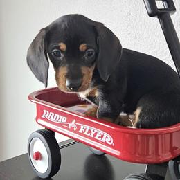 (Litter Name)Piper - Black and tan female Dachshund puppy in Monument, Colorado from Rita's Dachshunds