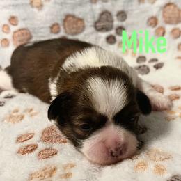 Mike - Black gold and white male Shih Tzu puppy in Hemet, California from Aloha Shih Tzu