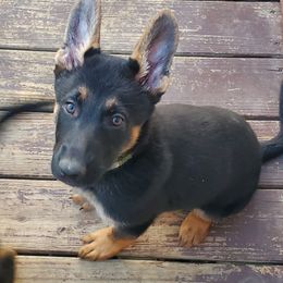 Girl 1 - Black and cream German Shepherd puppy in Freedom, New York from Hillside Shepards