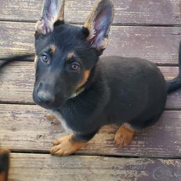 Girl 1 - Black and cream German Shepherd puppy in Freedom, New York from Hillside Shepards