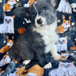American Corgi Puppies from 5H Corgis
