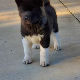 Akita Puppies from Folklore Akitas