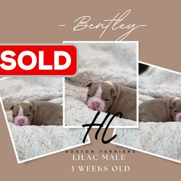 Bentley - Lilac male Boston Terrier puppy in La Belle, Florida from HC Boston Terriers