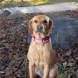 Hazel - Labrador Retriever