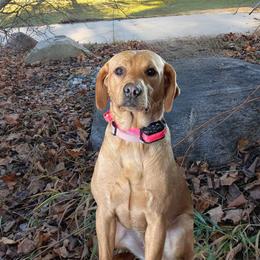 Hazel - Labrador Retriever