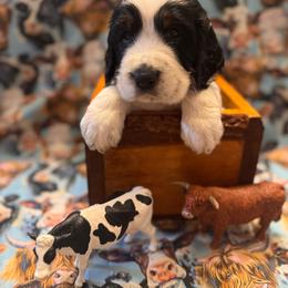 Stetson - Black white and tan male English Springer Spaniel puppy in Braidwood, Illinois from A & R Springers