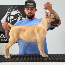 Fawn 1 - Fawn female Cane Corso puppy in Cashion, Oklahoma from APEXOK Cane Corsos LLC