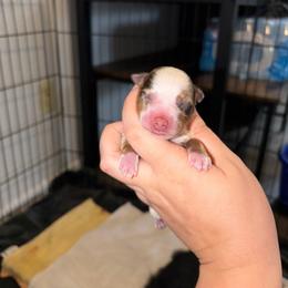 Boy 1 - Red merle male Miniature Australian Shepherd puppy in Brenham, Texas from Stone N Rose Kennels