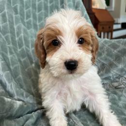 Peter - Parti male Goldendoodle puppy in Lowville, New York from Adirondack Labradoodles