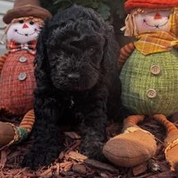 Logan - Black male Goldendoodle puppy in Home, Pennsylvania from Plum Creek Acres Next Generation