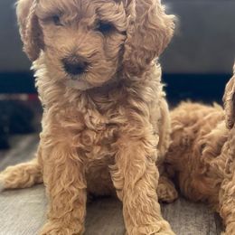 Assorted Doodle Crosses and Poodles from Northside Doodles and Poodles