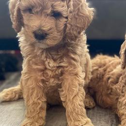 Assorted Doodle Crosses and Poodles from Northside Doodles and Poodles