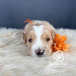 Florence - Cream female Companion Cross puppy in Utah County, Utah from Big Hearted Breeders