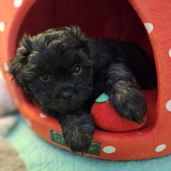 Ash - Brindle male Mal-Shi puppy in Apollo Beach, Florida from Gemstone Exclusive Pups of Florida