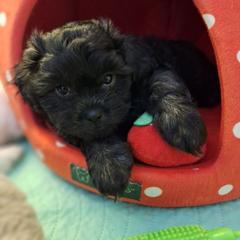 Ash - Brindle male Mal-Shi puppy in Apollo Beach, Florida from Gemstone Exclusive Pups of Florida