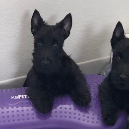 Bernese Mountain Dogs and Scottish Terriers from Defiant