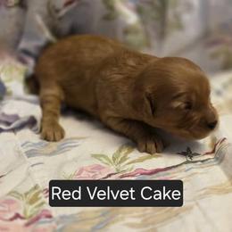 Red Velvet Cake - Brown female Cavapoo puppy in Lewisburg, Pennsylvania from Jessie's Puppies