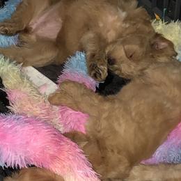 Miniature Schnauzer Puppies from Laurel Crown Schnauzers