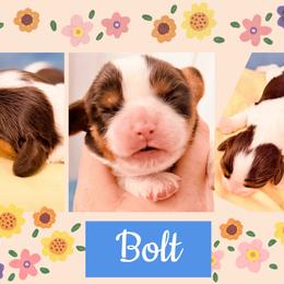 Bolt - Chocolate male Cavalier King Charles Spaniel puppy in Spring Hill, Florida from Wonderland Cavaliers