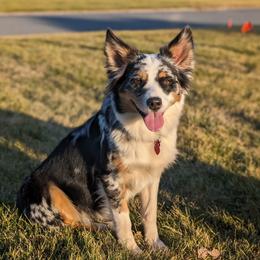 Australian Shepherd puppies from Blosenski Aussies