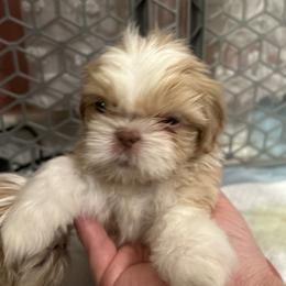 Murphy - Cream and white male Shih Tzu puppy in Statesboro, Georgia from Magnolia Small Breeds