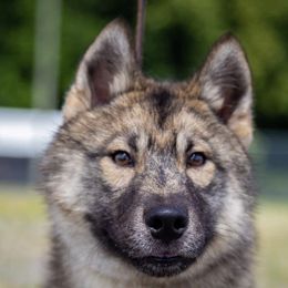 Siberian Huskies from Howling Winds Siberians