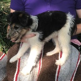 Boy 2 - Wire Fox Terrier puppy from Birchhurst NC Kennels