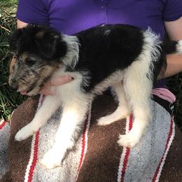 Boy 2 - Wire Fox Terrier puppy from Birchhurst NC Kennels