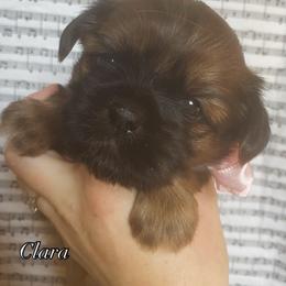 Clara - Chocolate female Shih Tzu puppy in Jasper, Georgia from Tiny Bubbles Shih Tzus
