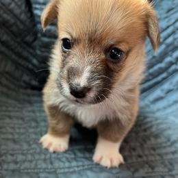 Pretty Precious Please - Red female Pembroke Welsh Corgi puppy in Blaine, Tennessee from Rose Brier Pembroke Welsh Corgis