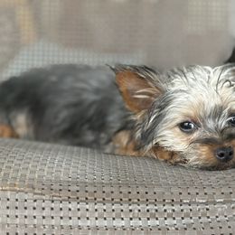 Australian Shepherd, Boerboel, Shorkie, and Yorkshire Terrier Puppies from SATA Kennels