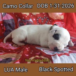 LUA BLACK SPOT BOY - White and black male Dalmatian puppy in Perry, Michigan from Mid-Michigan Dalmatians