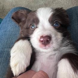 Ginger - Red & white male Toy Australian Shepherd puppy in Reidsville, North Carolina from Cherry Grove Kennel