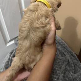 Maltipoo Puppies from Christy Mashore