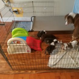 Australian Shepherd Puppies from Covenant View Farm Australian Shepherds