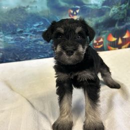 Black and Silver Male 2 - Black and silver male Miniature Schnauzer puppy in Clover, South Carolina from Bobo’s Babies Kennels