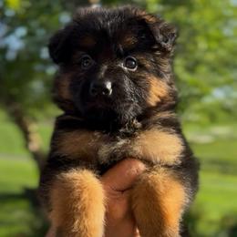 Show female - Black and red female German Shepherd puppy in Winchester, Kentucky from Drache Feld