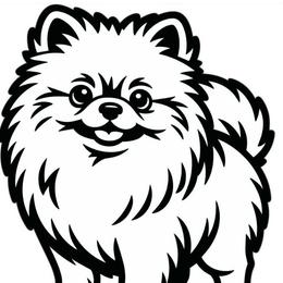 Chocolate Merle - Chocolate merle male Pomeranian puppy in Gadsden, Alabama from Rich Cat’s