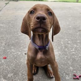 Pepper - Red female Vizsla puppy in Richland Center, Wisconsin from Driftless Vizslas