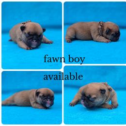 Fawn boy - Fawn male French Bulldog puppy in Polk City, Florida from Best Friend Frenchies, LLC