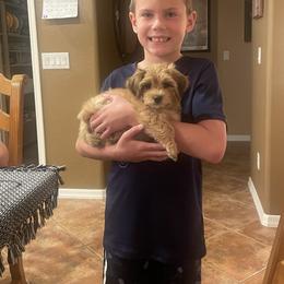 Havanese Puppies from Nanas Devinely Designed Havanese