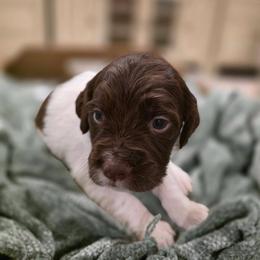 Light Pink - Liver and white female Brittany puppy in Alma, Georgia from Edenbright Brittanys